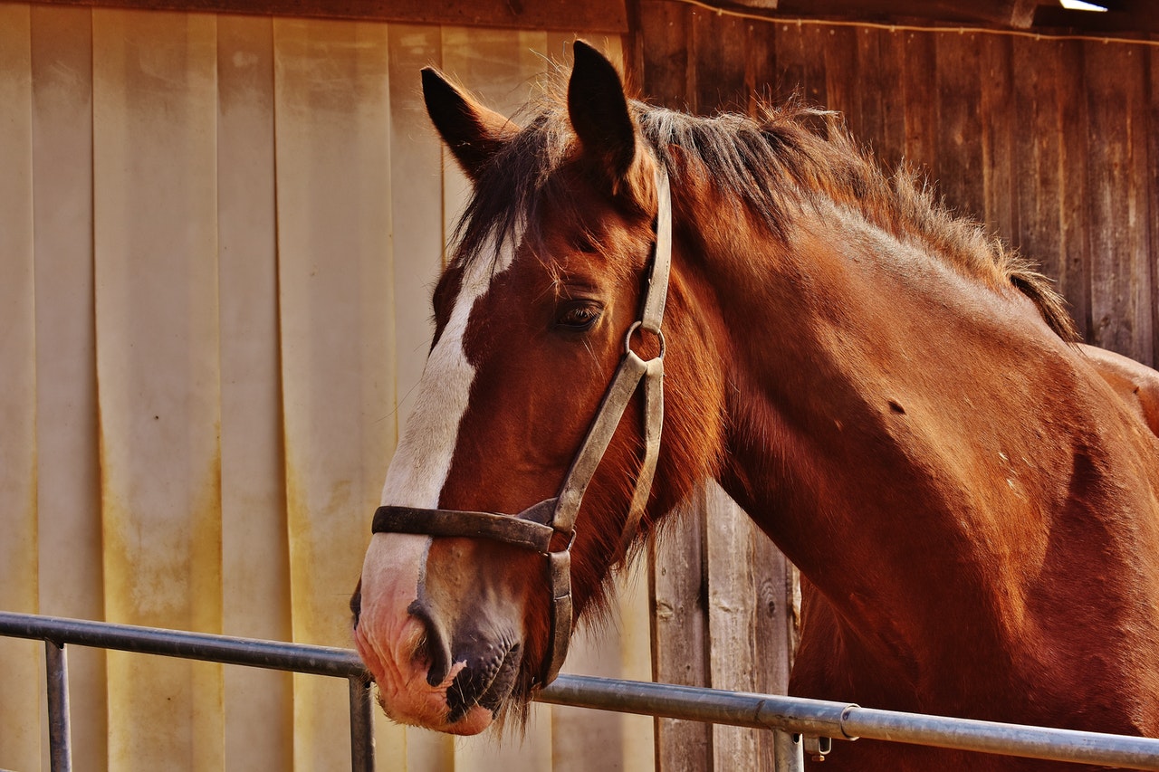 Millised on hobuse parasiidid, kui tihti tuleks hobuseid deformeerida ja kuidas vältida hobuste nakatumist parasiitidesse?