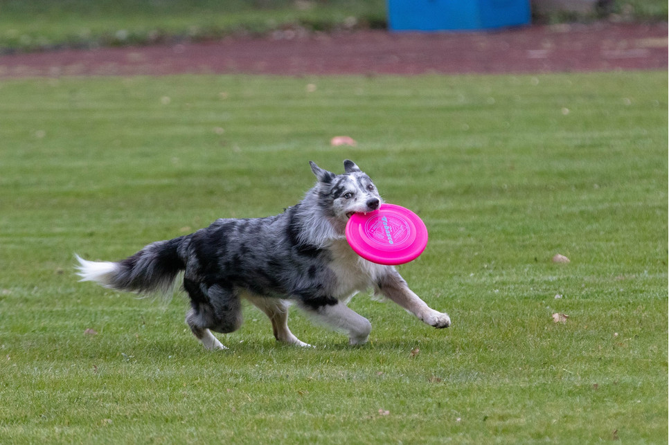 ДогфрисбDogfrisbee - mis on lendavad koerad? Kuidas teha samm-sammult koerafriisbee treeningut?и - что такое летающие собаки? Как пошагово провести тренировку догфрисби?