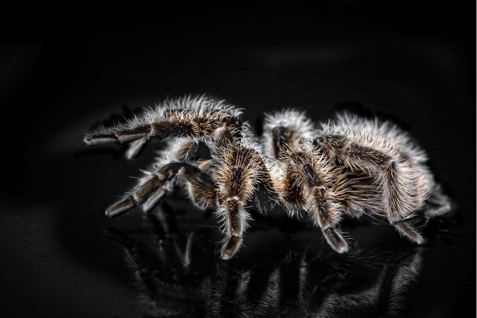 Tarantula - kodune ämblikukasvatus