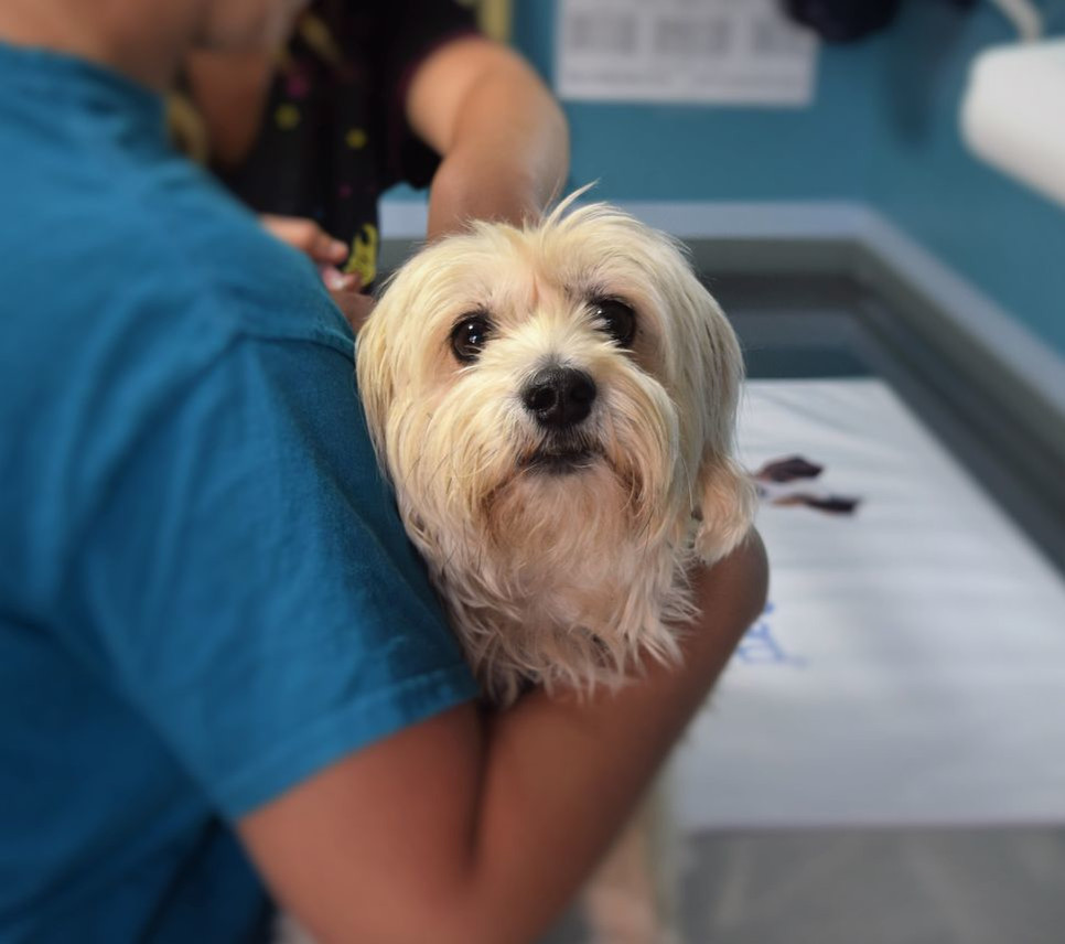 Kõik koera vereanalüüsist - koera ettevalmistamine vere võtmiseks ja tulemuste tõlgendamine