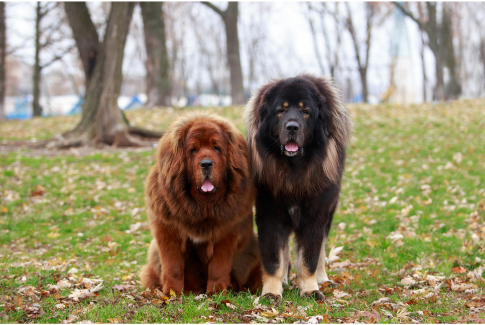 Тибетский мастиф - удивительная порода собак. Она имеет древнее происхождение, входит в список агрессивных собак и является самой дорогой собакой в мире.