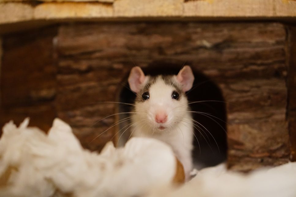 Kui soovid osta roti, loe artiklit ja saa teada, kuidas roti eest hoolitseda, kui kaua rott elab ja miks see on nii hea näriline!