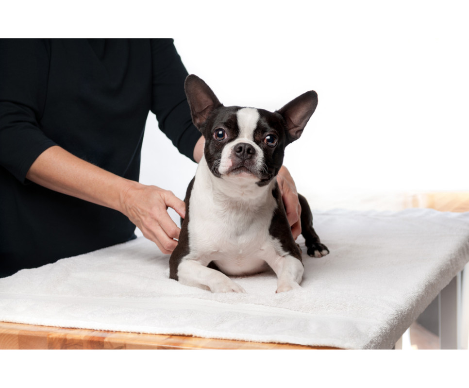 Mis on koera terapeutiline massaaž ja kes seda teha võib? Tutvu TTouch tehnikaga ja meetoditega koera rahustamiseks ning uuri, kas tasub osta koeramassaaži?