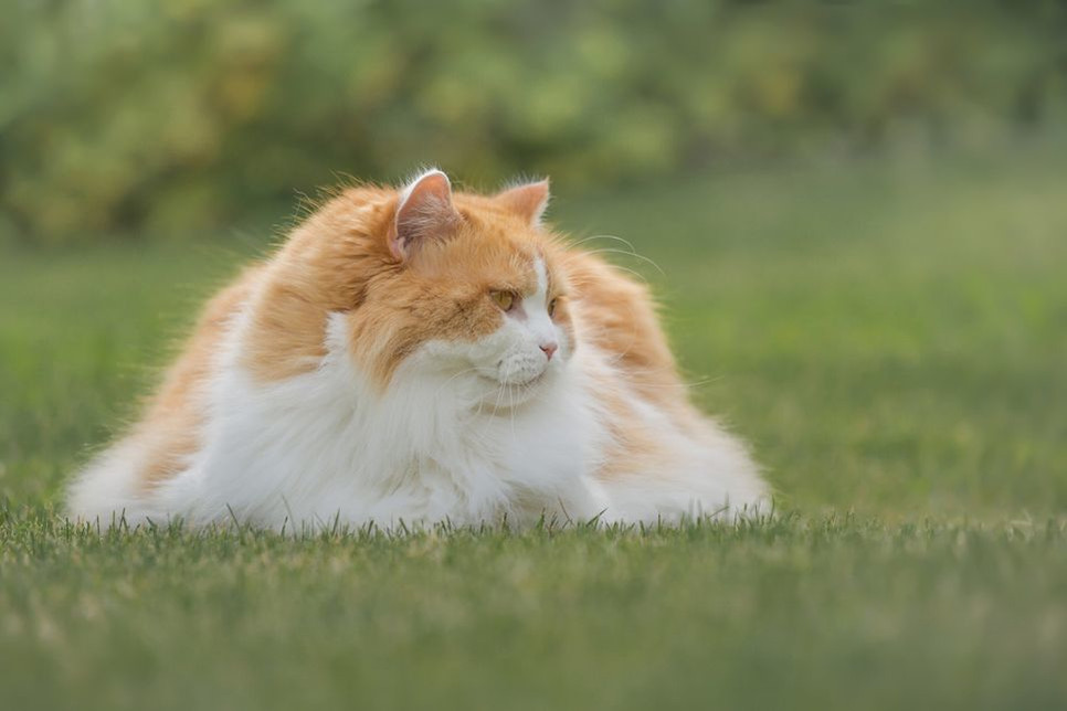 Millised on kõige populaarsemad pikakarvalised kassid? Vaadake kõige toredamate pika ja koheva karvaga kasside edetabelit.
