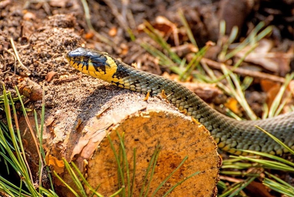 Травяная змея, гладкая змея, эскулапская змея и гадюка - какие виды змей ядовиты? Какие из них наиболее распространены в Польше?