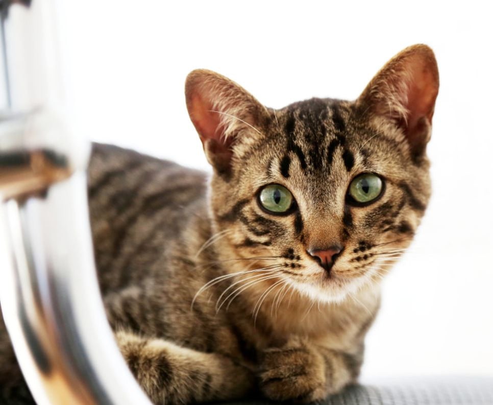 Какой характер у кошки тойгера, какова ее цена и почему она так радует своих хозяев? Читайте статью и тянитесь к знаниям