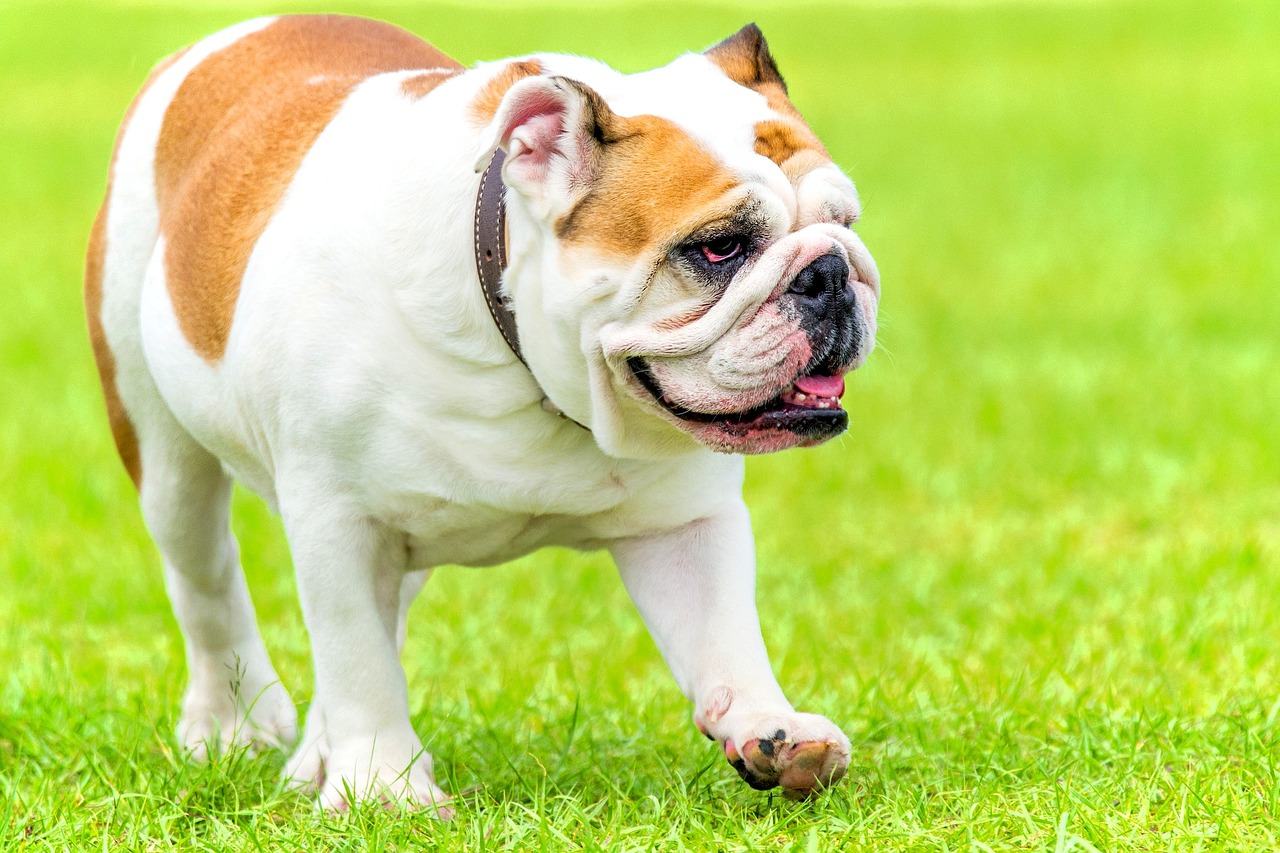 Brahütsefaalsete koerte - lamedate suukorvidega koerte - terviseprobleemid