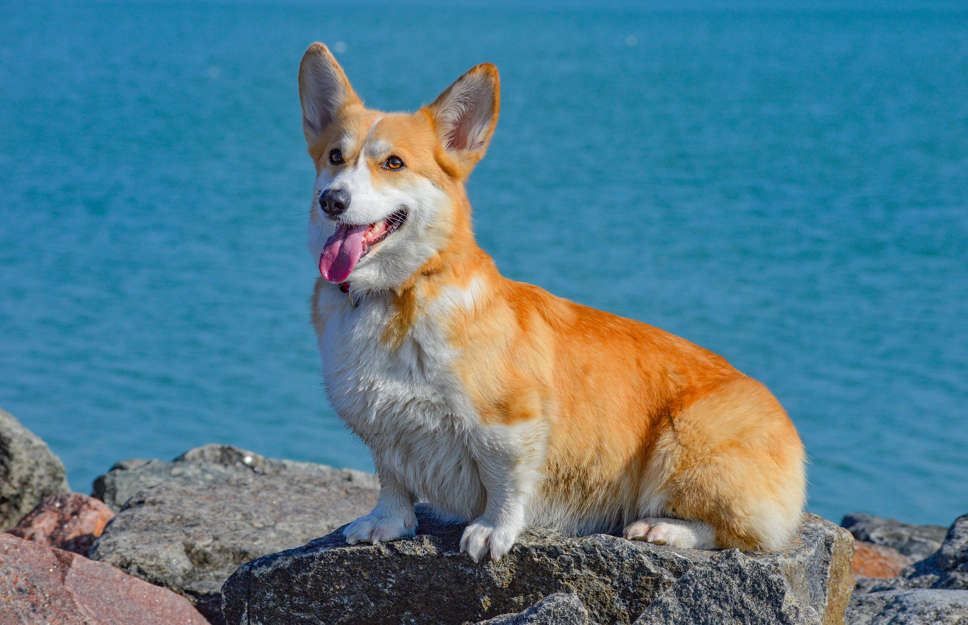 Corgi (Welsh Corgi Pembroke, Cardigan) – omadused, hooldus, tervis (Koerte entsüklopeedia)