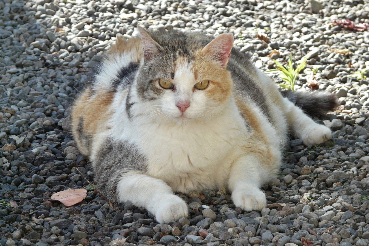 Väga rasvunud kass, kes käib ka väljas.