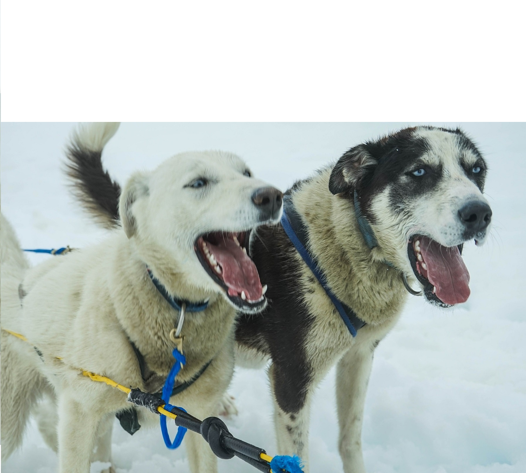Лай - один из способов общения собак. Для четвероногих это выражение радости и тревоги.