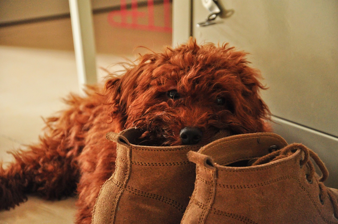5 põhjust, miks teie koer mööblit närib (ja muud)