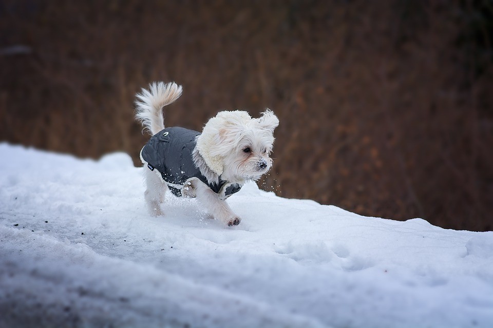 Talvised jalutuskäigud koeraga – mida meeles pidada?