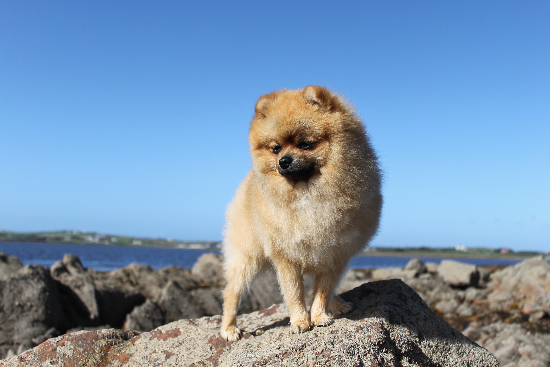 Saksa spits (Pomeranian) – omadused, hooldus, tervis (Koerte entsüklopeedia)