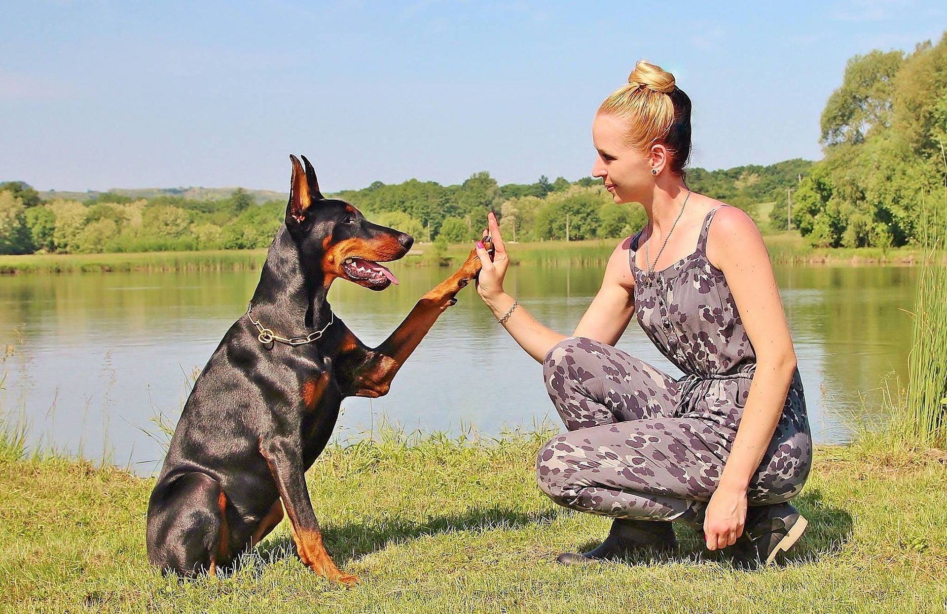 Koera treenimisel tuleks kasutada positiivset tugevdamist, et koer seostaks treenimist lõbu ja naudingut.
