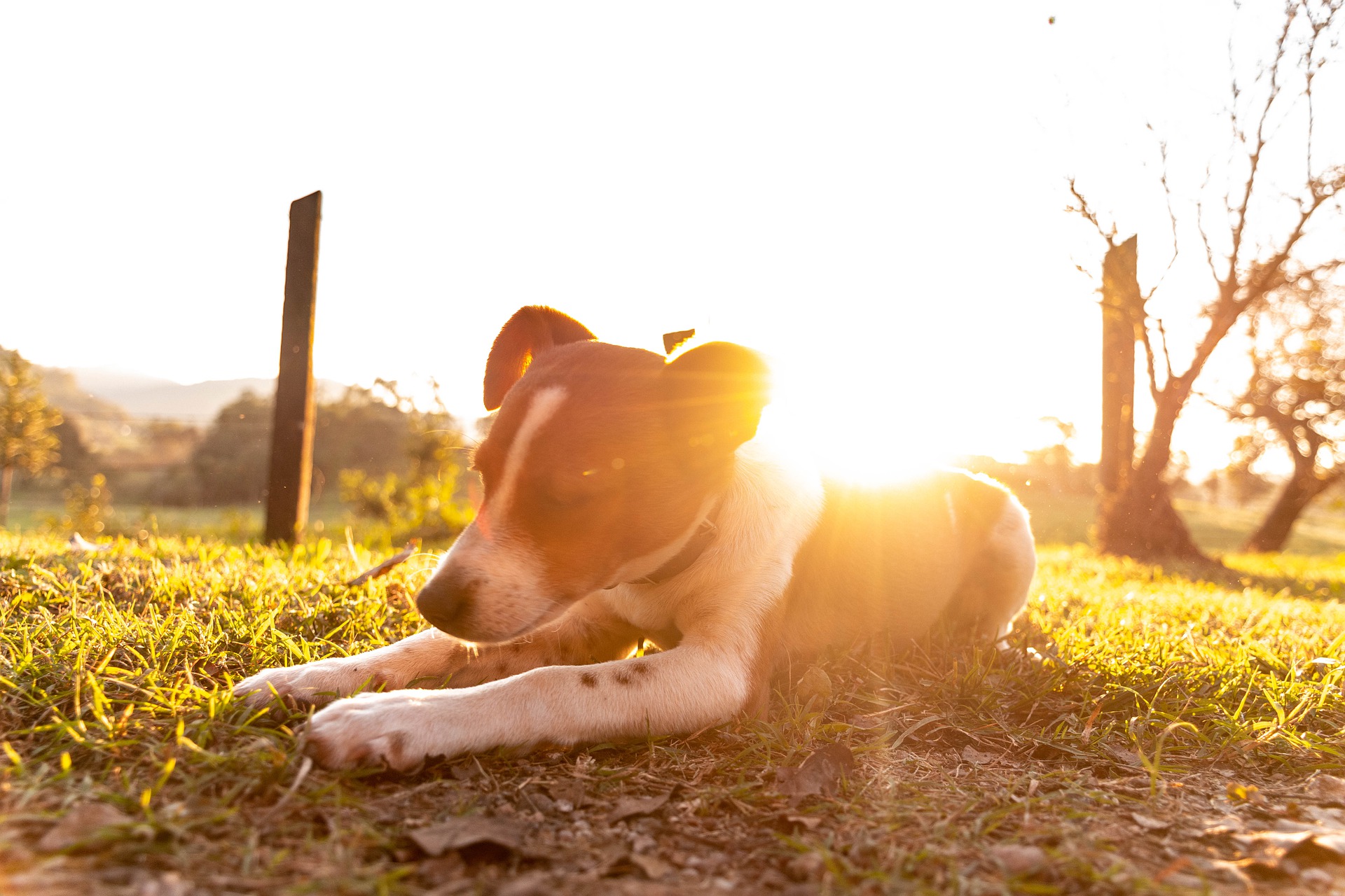 В жаркие дни необходимо помочь собаке охладиться, тем более что у нее есть постоянный доступ к питьевой воде.