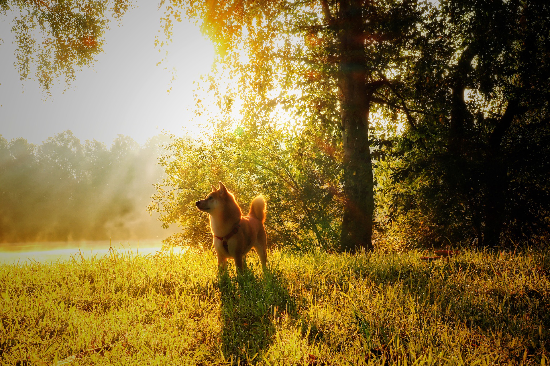 Shiba inu – oluline teave tõu kohta