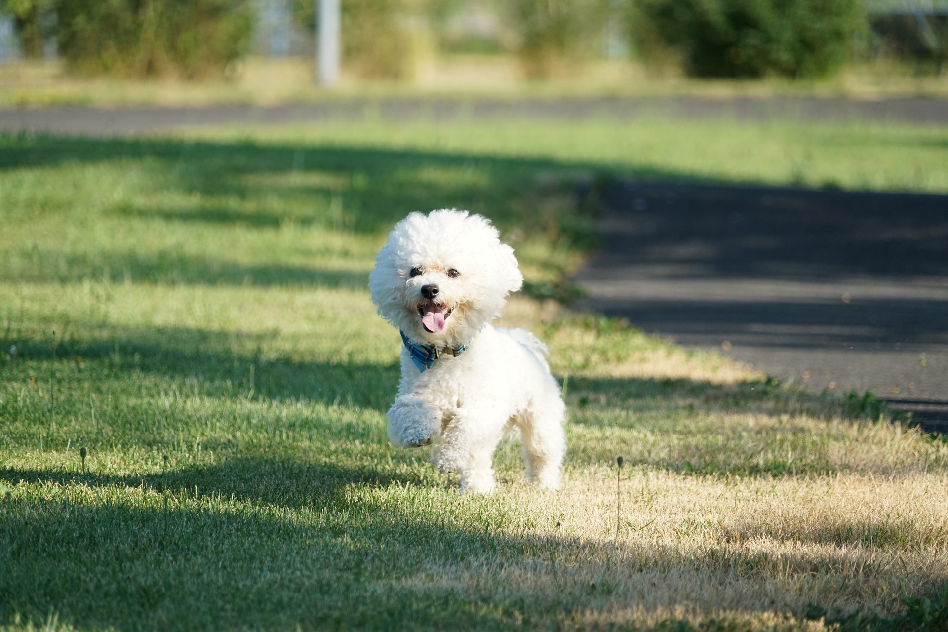 Frise Bichon – oluline teave tõu kohta