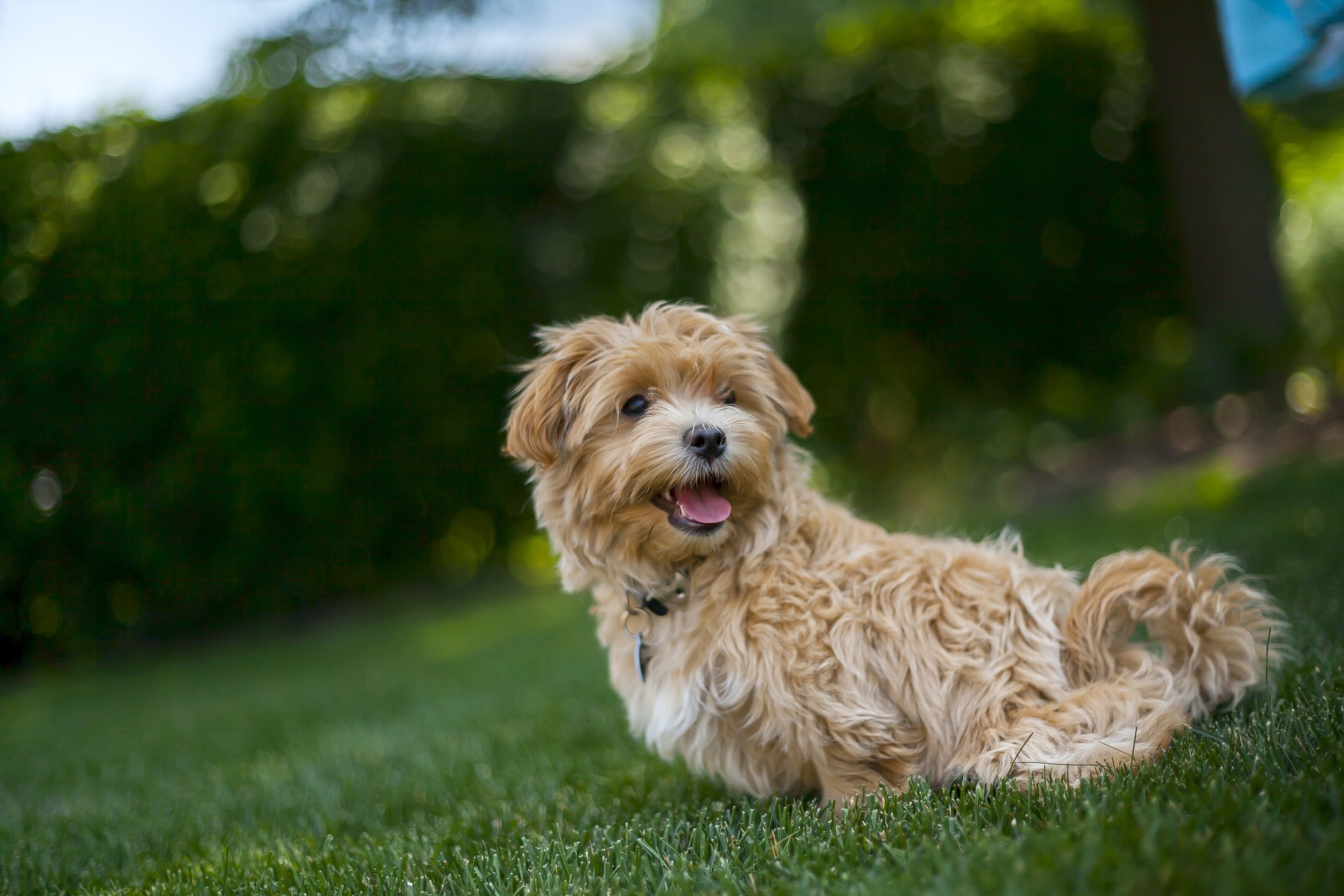 Maltipoo – oluline teave