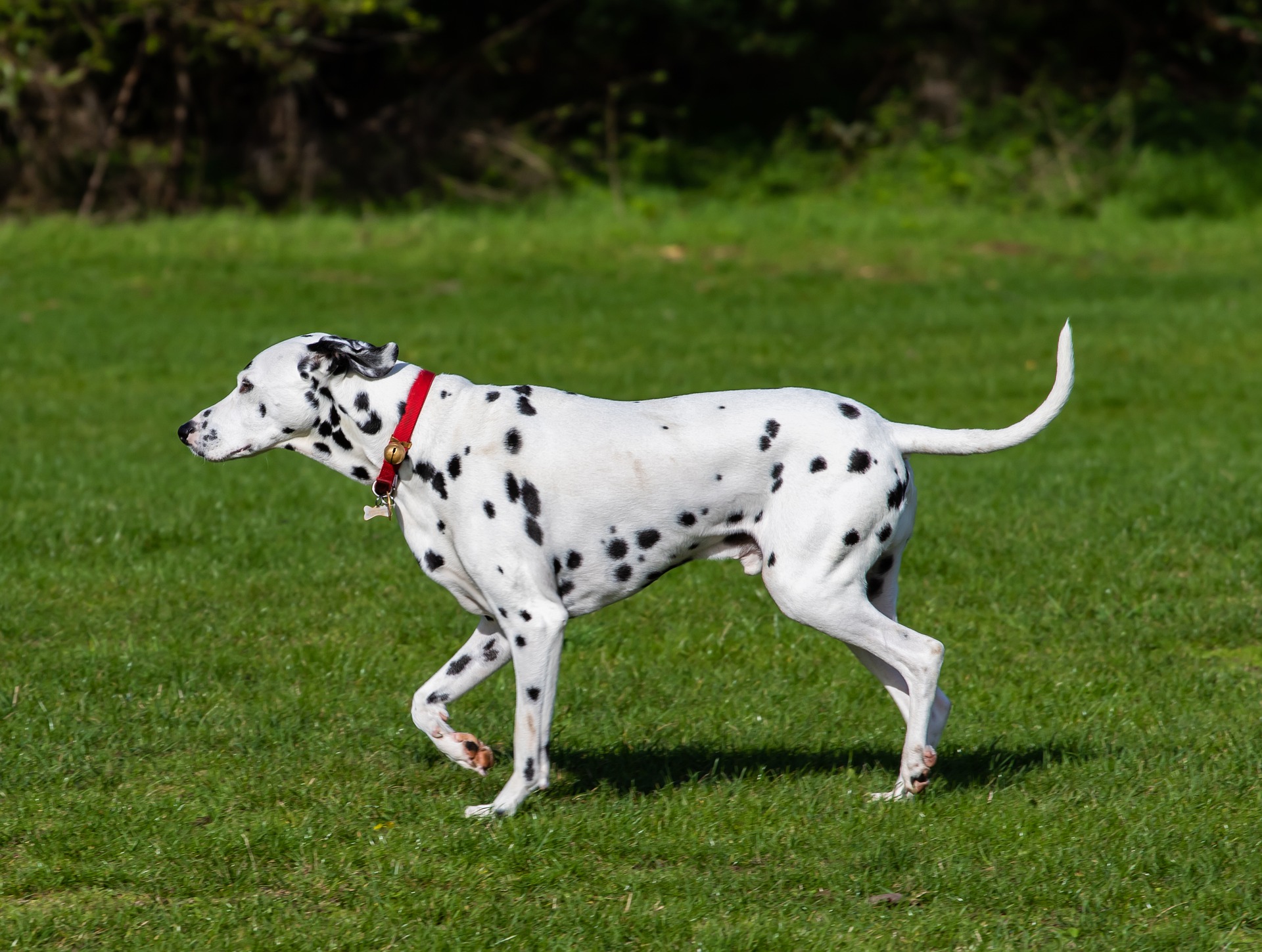 Dalmatiin koer– oluline teave tõu kohta