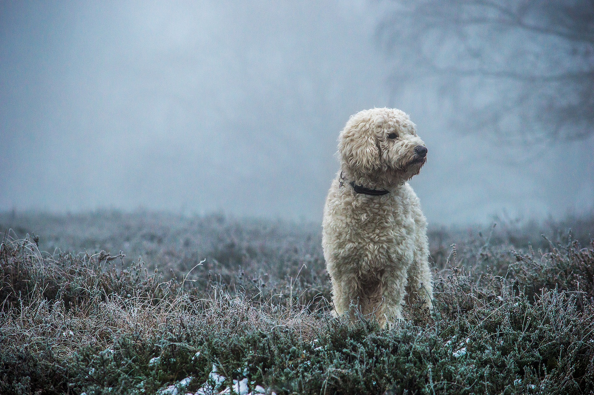 Goldendoodle – oluline teave tõu kohta