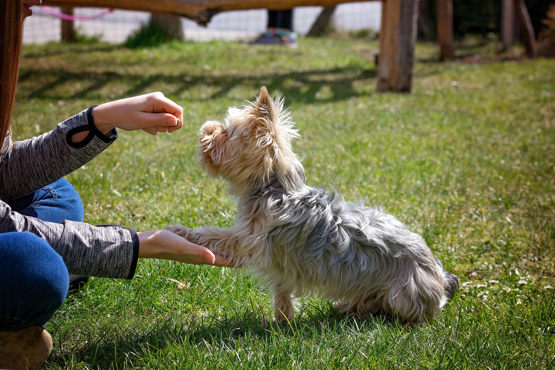 Kuidas õpetada koerale põhikäsklusi?