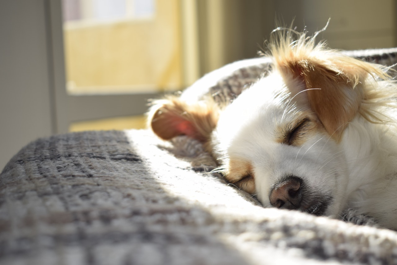 Эпилепсия у собак - одно из наиболее распространенных неврологических заболеваний. Она может иметь различные формы и причины.
