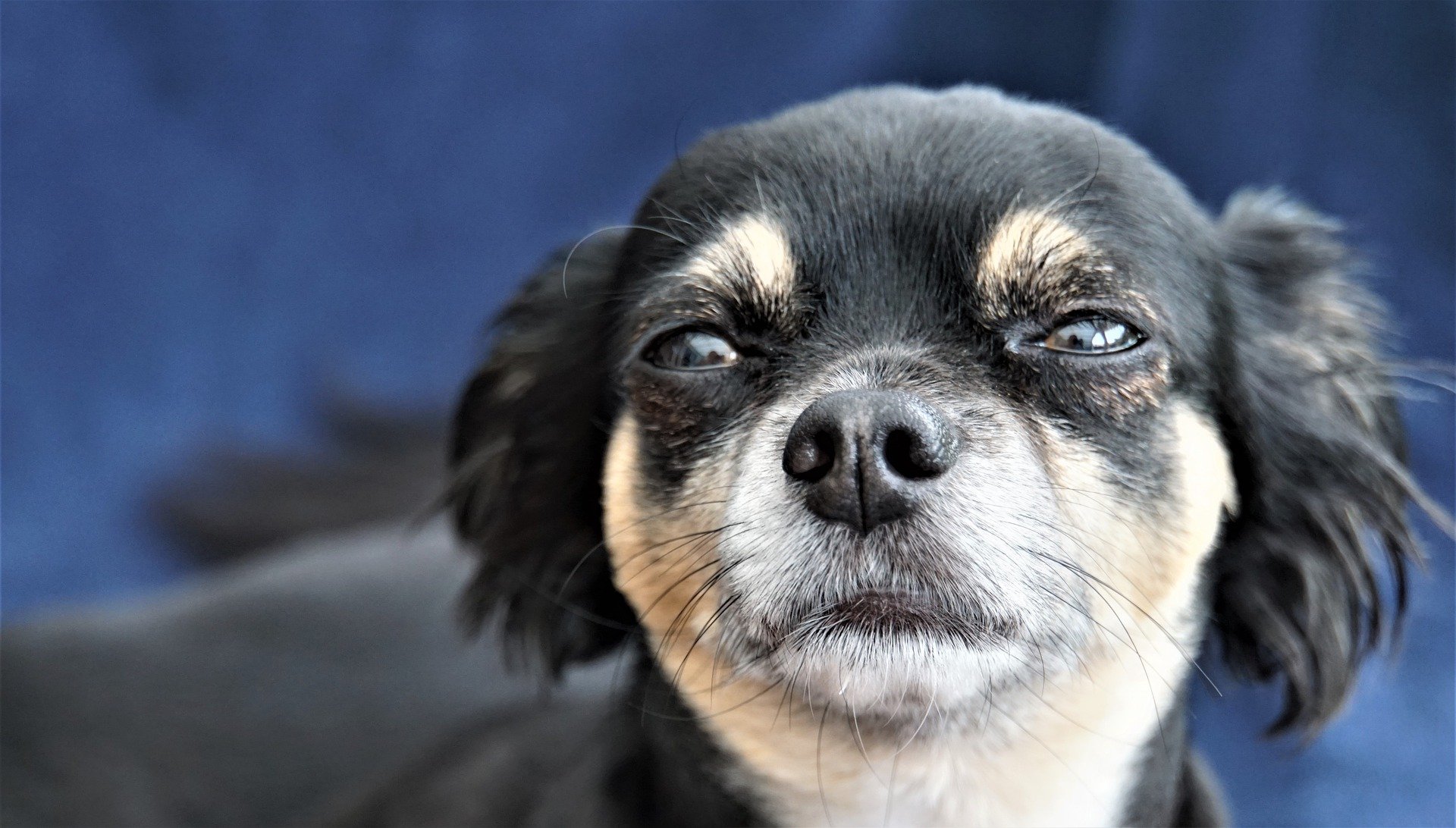 Kas teie koer nutab, kui ta on õnnetu, üksildane või igatseb? Kas tema silmadest võiksid pisarad voolata?