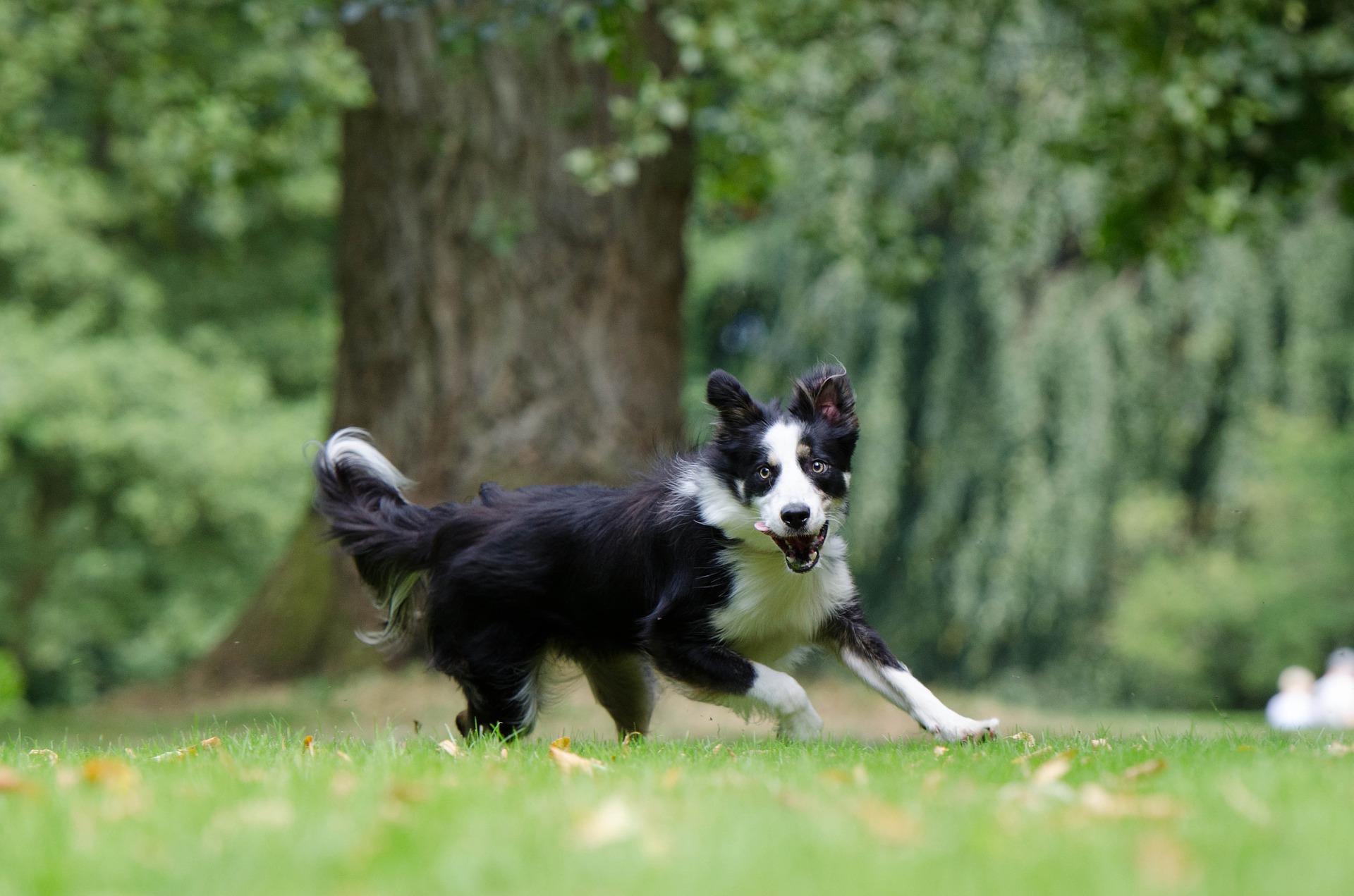 Бордер-колли - одна из самых популярных пород овчарок и пастушьих собак. Это послушная, умная и выносливая собака.