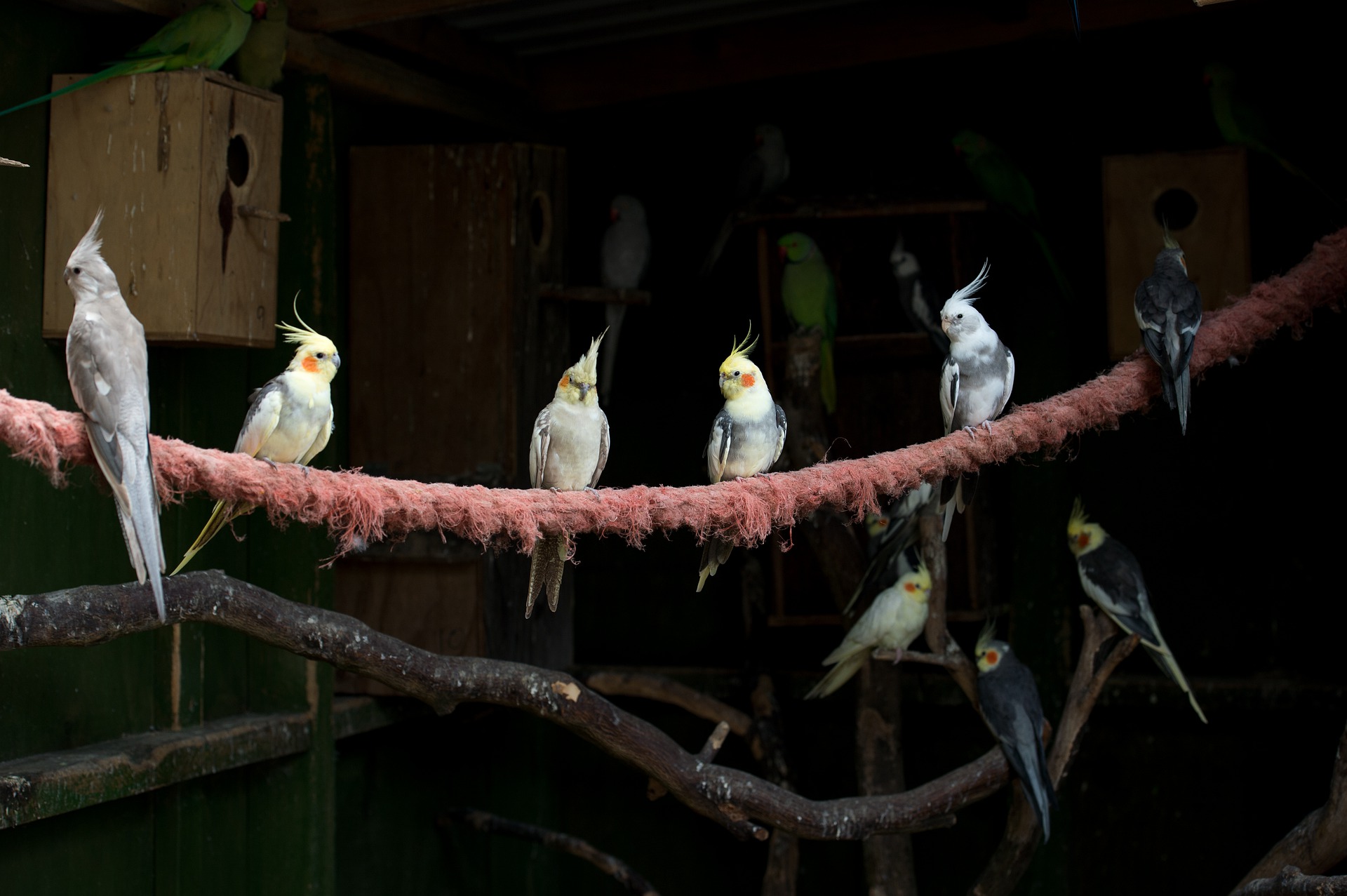 Нимфейный попугай плохо переносит одиночество - он должен иметь постоянную компанию из представителей своего вида.