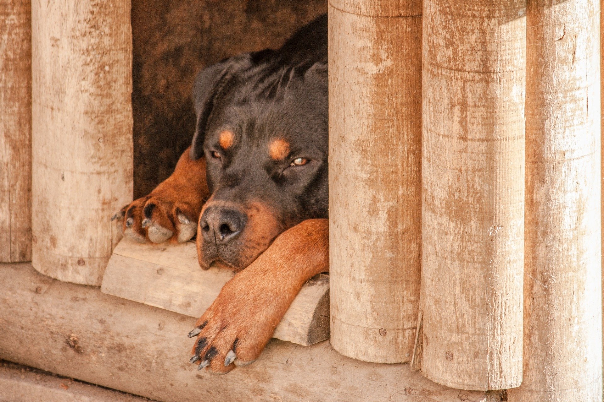 Koera turvakodu ehitamisel tuleb arvestada koera vajadusi. See peab olema mugav, soe ja hubane.