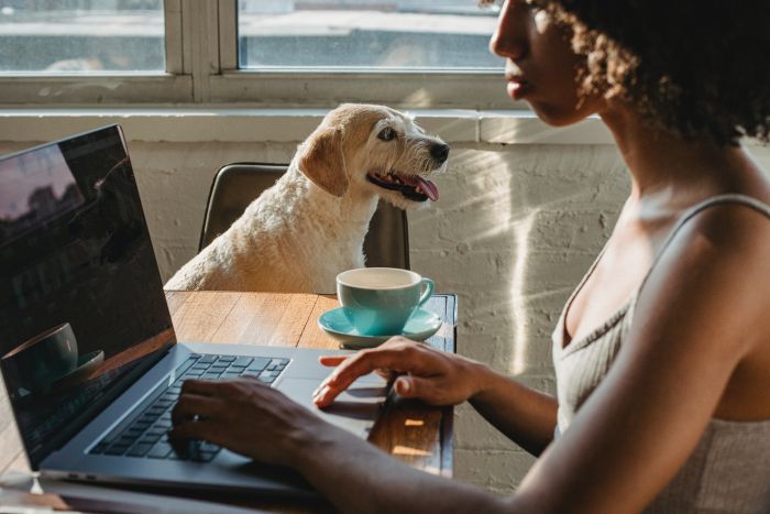 Koer istub köögis tooli peal naise kõrval sülearvutiga.