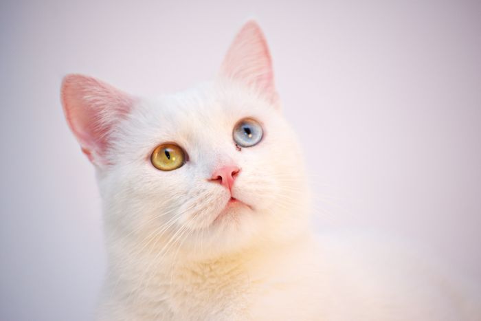 Khao manee kass roheliste ja siniste silmadega