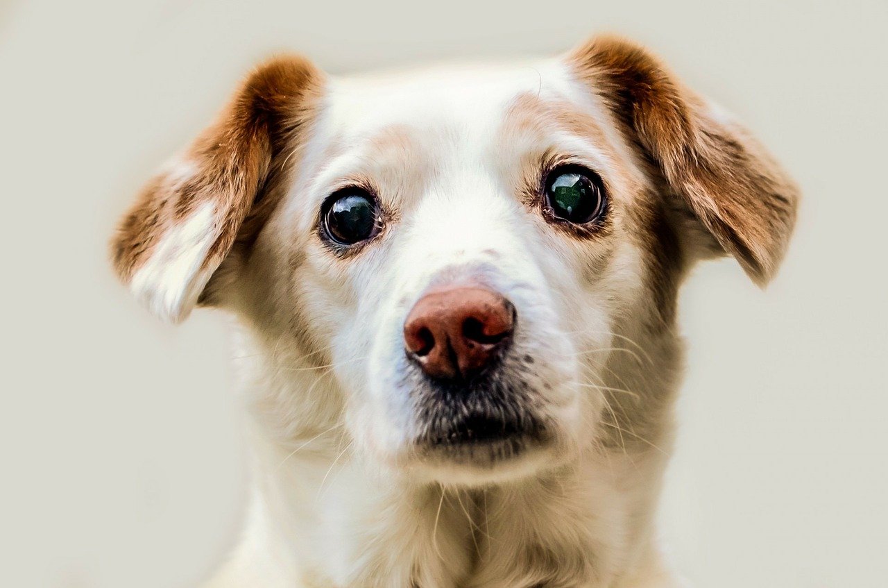Koera silmad on varustatud pisarakanalitega, mille kaudu nad eraldavad pisaraid.