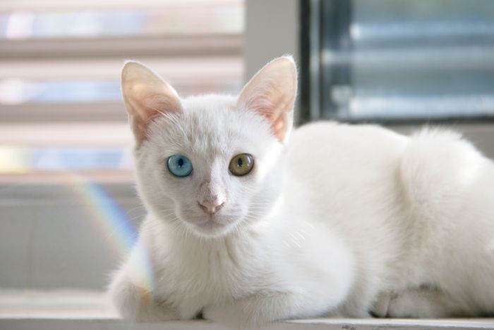 Aknalaual lebab valge, mitmevärviliste silmadega khao manee kass.