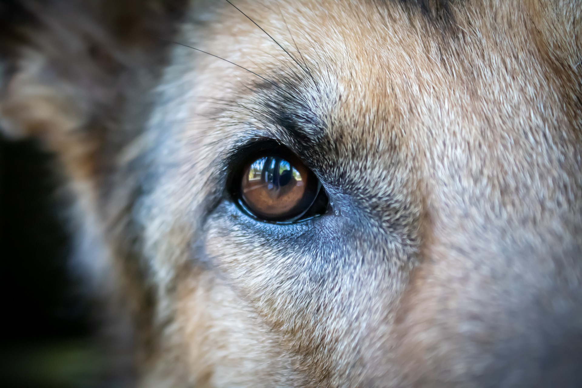 Koera silmapõletiku võib põhjustada mehaaniline trauma või silmahaigus.