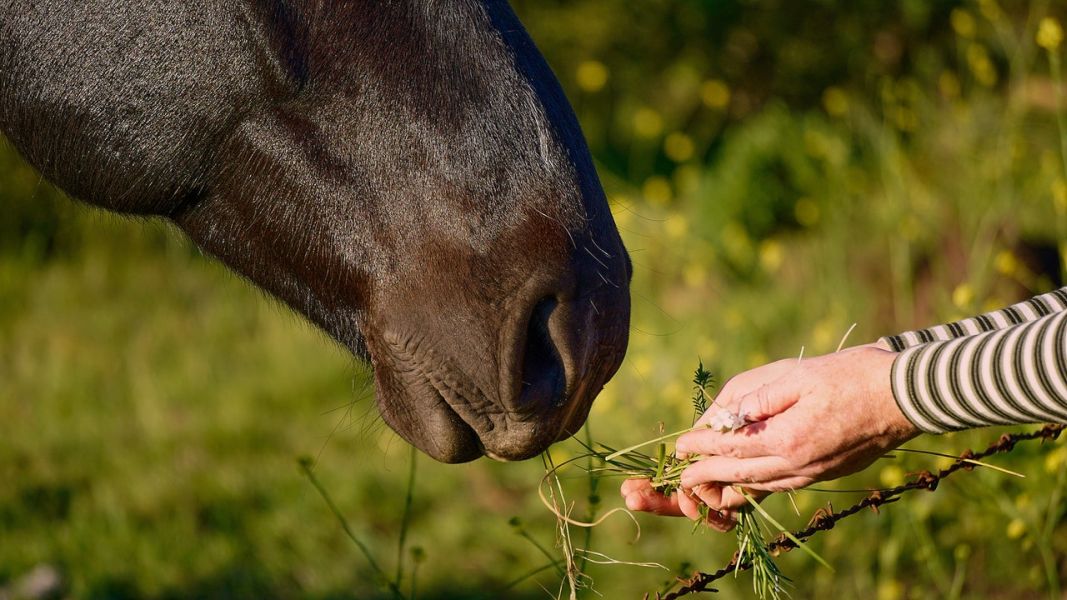 Teatud taimed ja köögiviljad võivad vähendada hobuse nakatumise riski, nende hulka kuuluvad petersell, purgatiin, kõrvitsapuu.