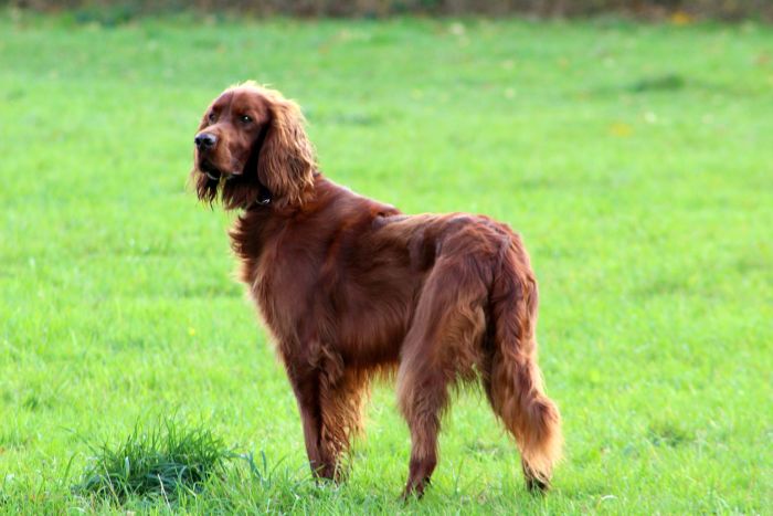 Seter irlandzki jest szczupłym i atletycznym psem, należącym do ras dużych