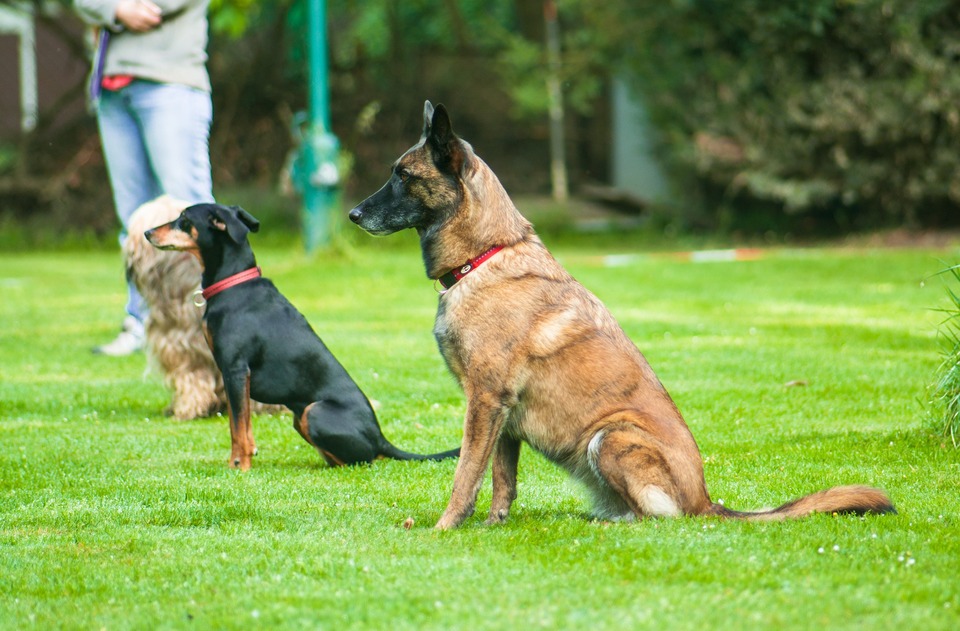 Koerakooli kuulekus. Neli koera õpib istuvas asendis lamama.