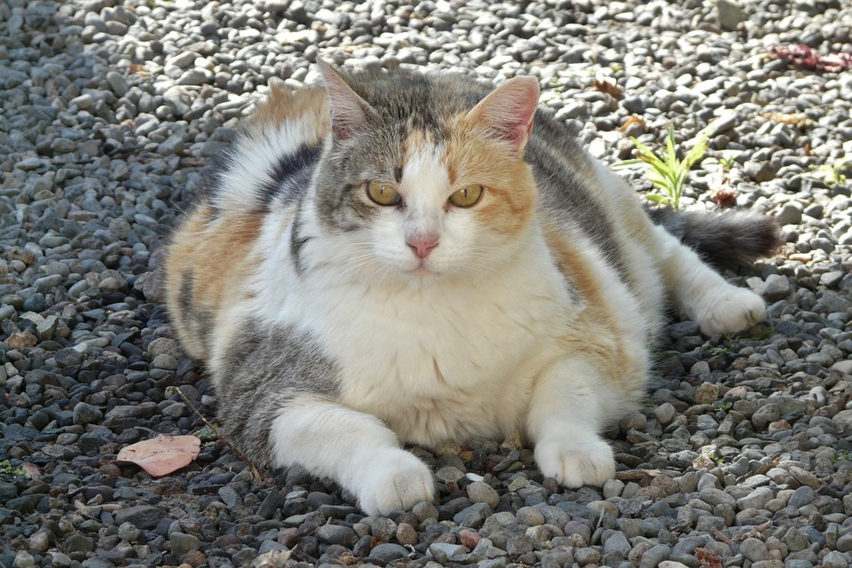 Väga rasvunud kass, kes käib ka väljas. Rasvunud kassi ei tohiks kunagi õue lasta, ta ei ole füüsiliselt täielikult vormis, nii et õnnetused ja surm on vaid aja küsimus.