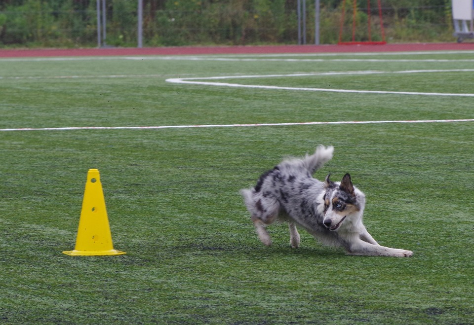 Border collid nõuavad palju füüsilist ja vaimset tegevust. Nad sobivad hästi kõikide spordialadega, milles koerad osalevad.