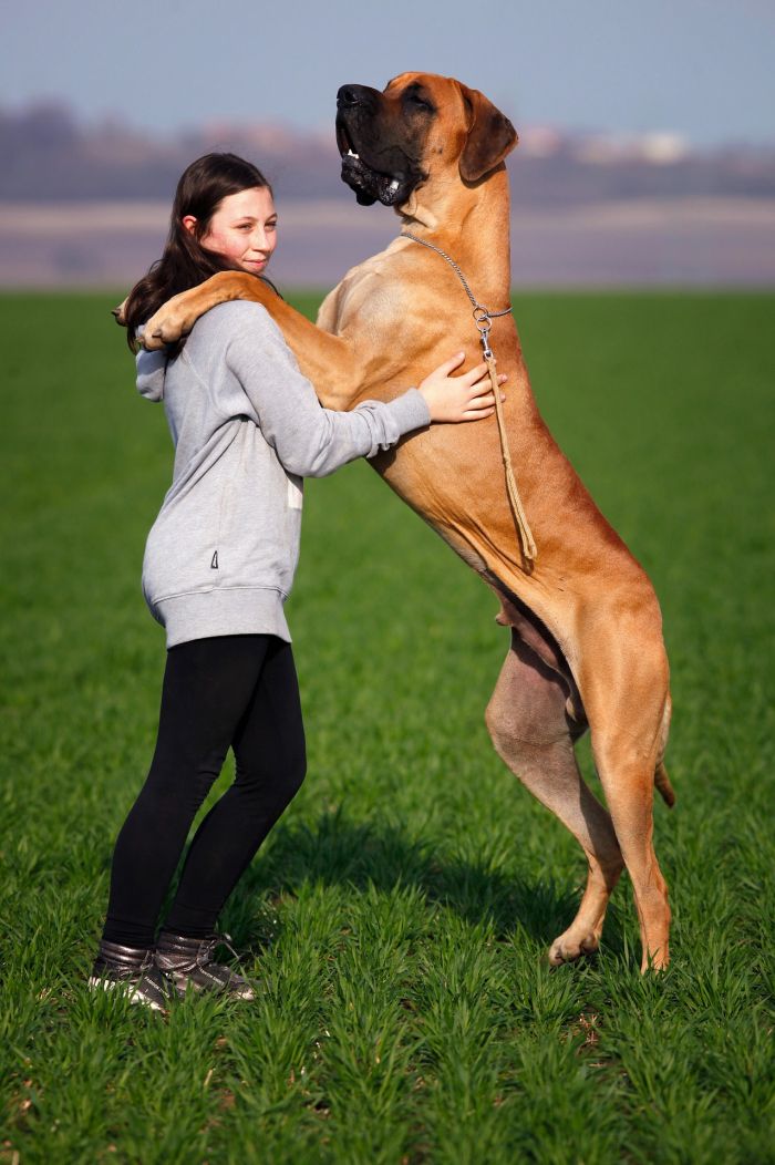 Saksa koer seisab tagajalgadel ja ületab kõrval seisvat naist