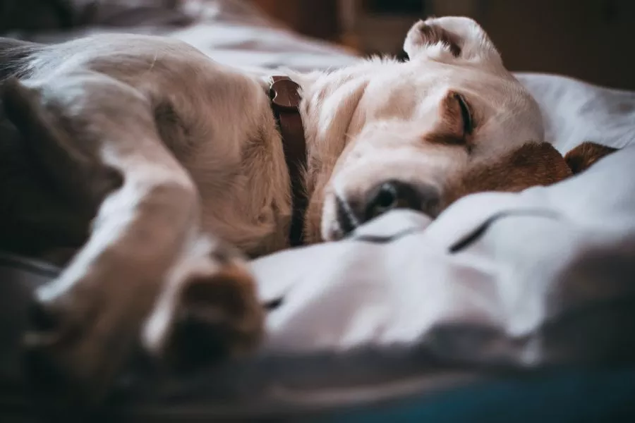Letargiline koer magab sageli ja ei soovi reageerida välistele stiimulitele.
