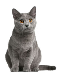 FITMIN Cat Purity Hairball 1,5 kg