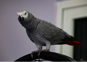 żako papagoi on tähelepanuväärne lind, truu ja pühendunud ning kõige jutukam. Siiski on tal suured hooldusvajadused.