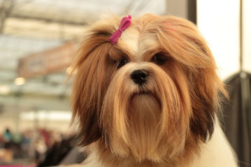 Lhasa apso on väikese suurusega, õrna iseloomu ja suure tundlikkusega koer.