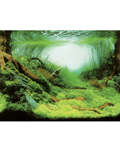 AQUA NOVA Kahepoolne akvaariumitaust 60x30cm taimed / ookean