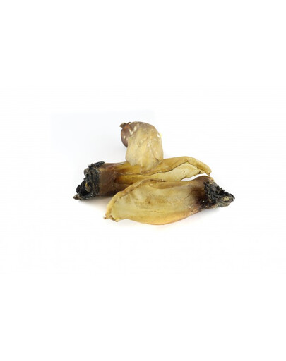 MACED Stirnos ausis 10 vnt.