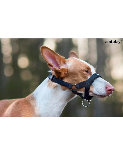 AMIPLAY Halter nylon n2 foxterrier  czerwony