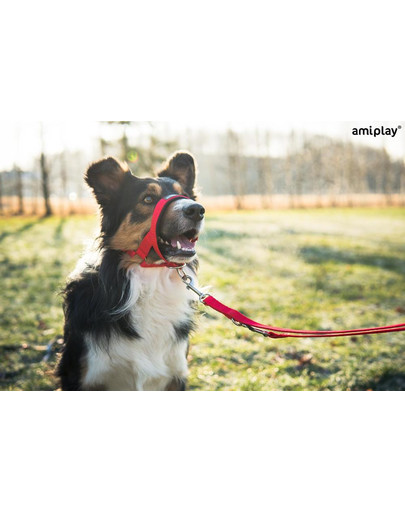 AMIPLAY Halter nylon n2 foxterrier  czerwony