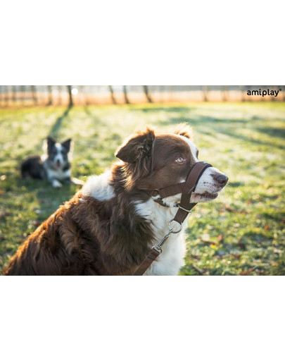 AMIPLAY Halter nylon n2 foxterrier  czerwony